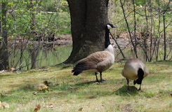 Geese245x160